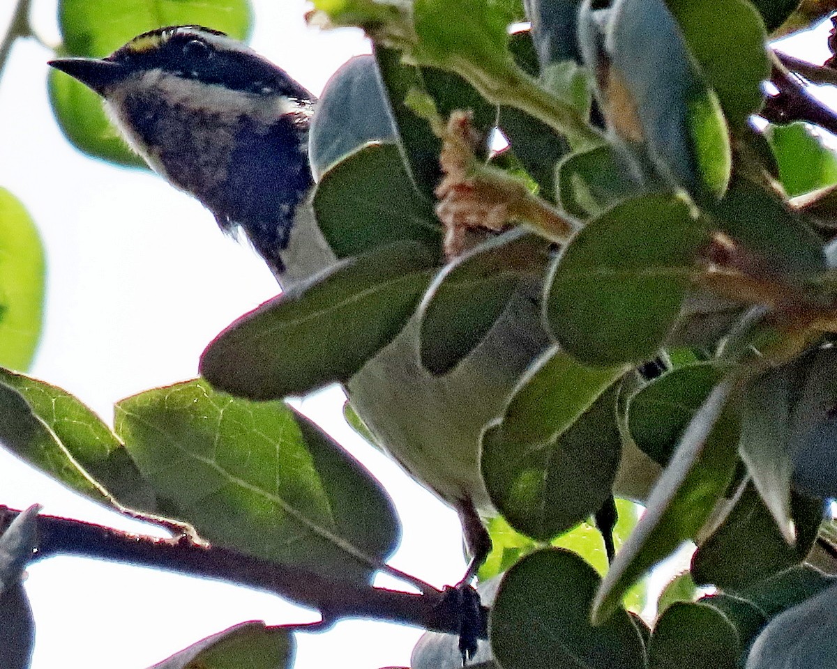 Black-throated Gray Warbler - ML634636285