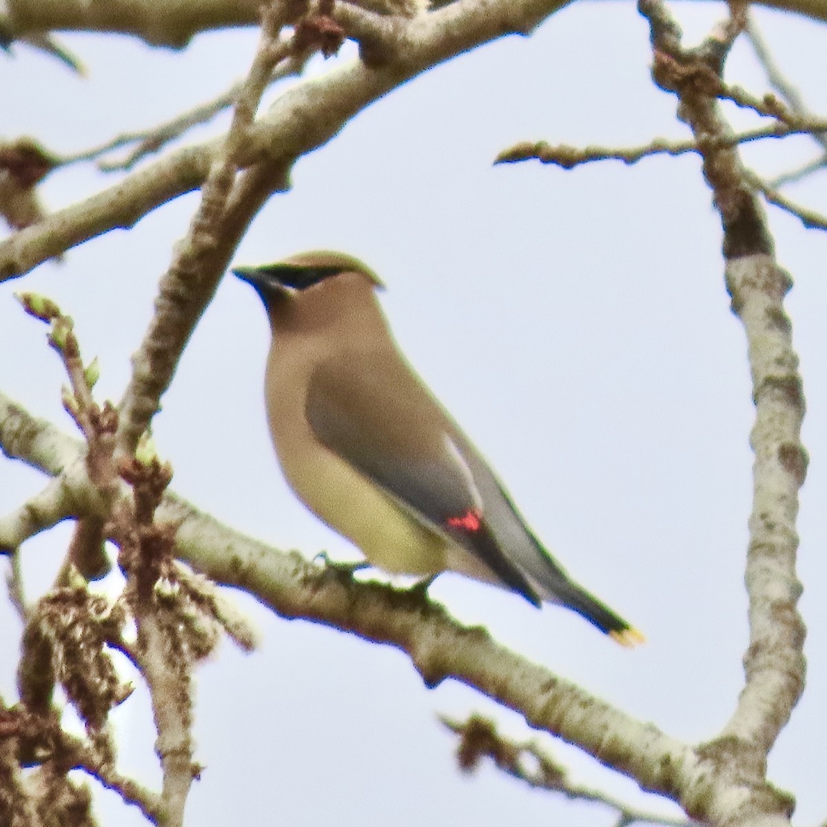 Cedar Waxwing - ML634636299