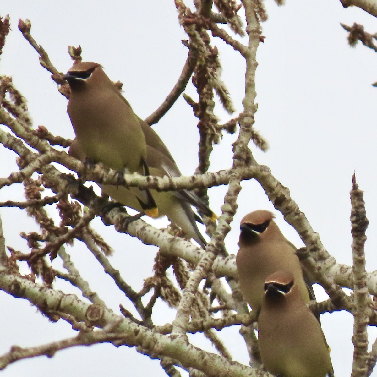 Cedar Waxwing - ML634636300
