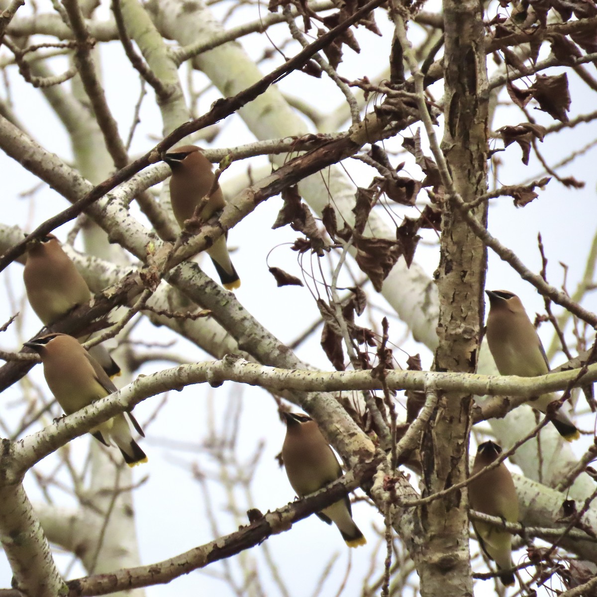 Cedar Waxwing - ML634636301