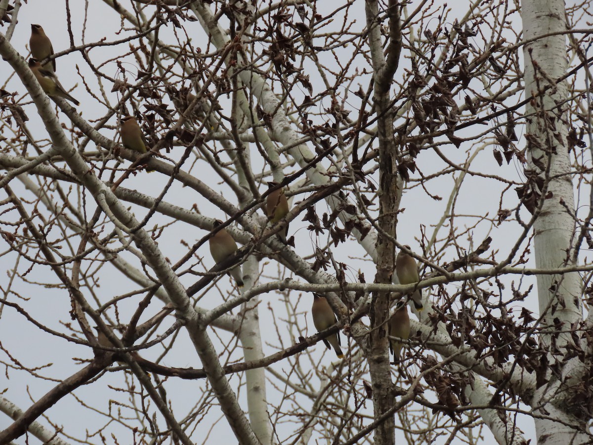 Cedar Waxwing - ML634636303