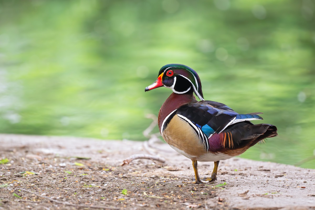Wood Duck - ML634636334