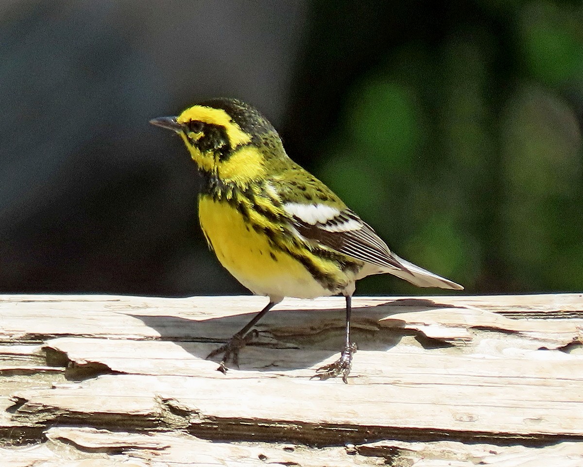 Townsend's Warbler - ML634636341