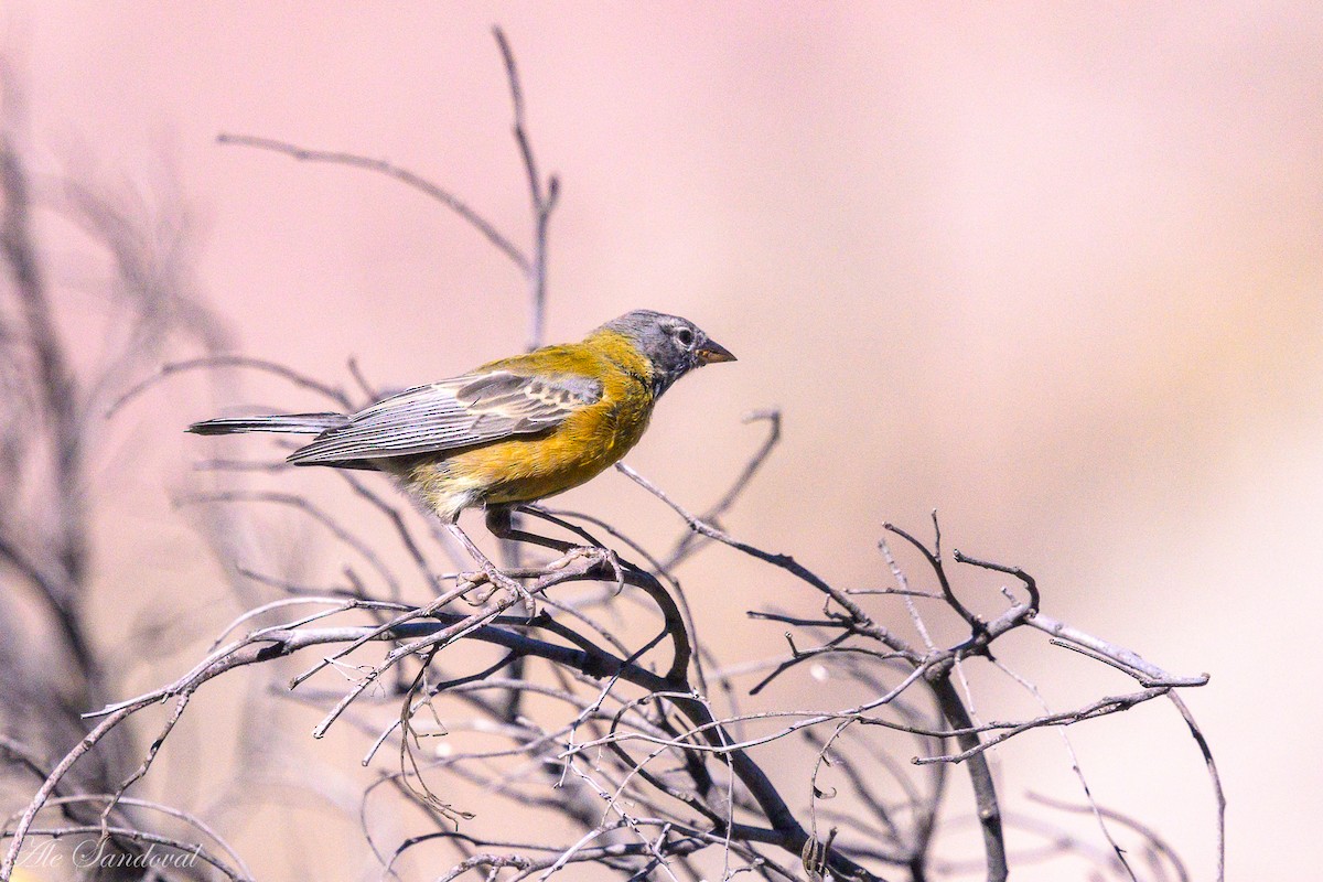 Gray-hooded Sierra Finch - ML634636350