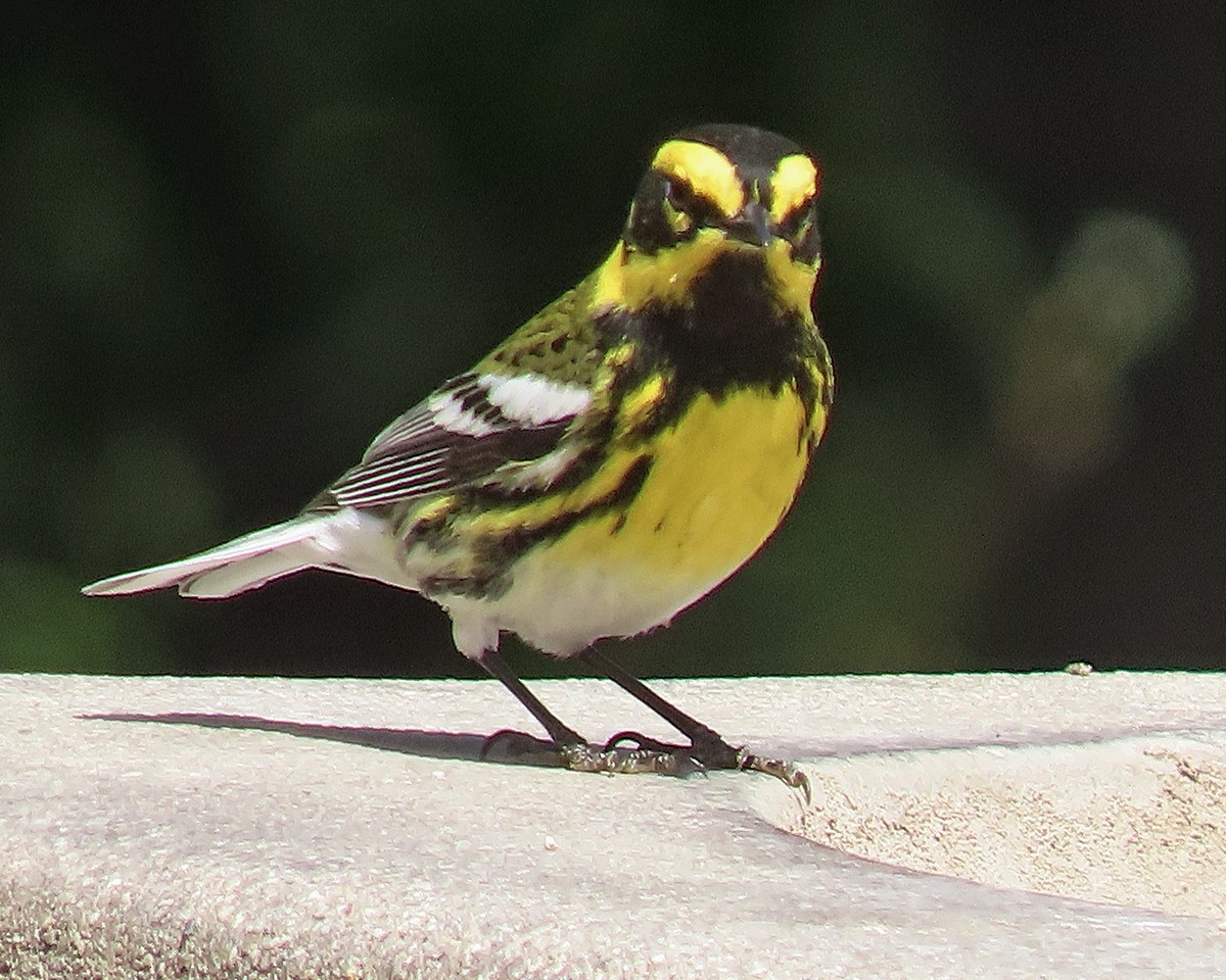 Townsend's Warbler - ML634636354