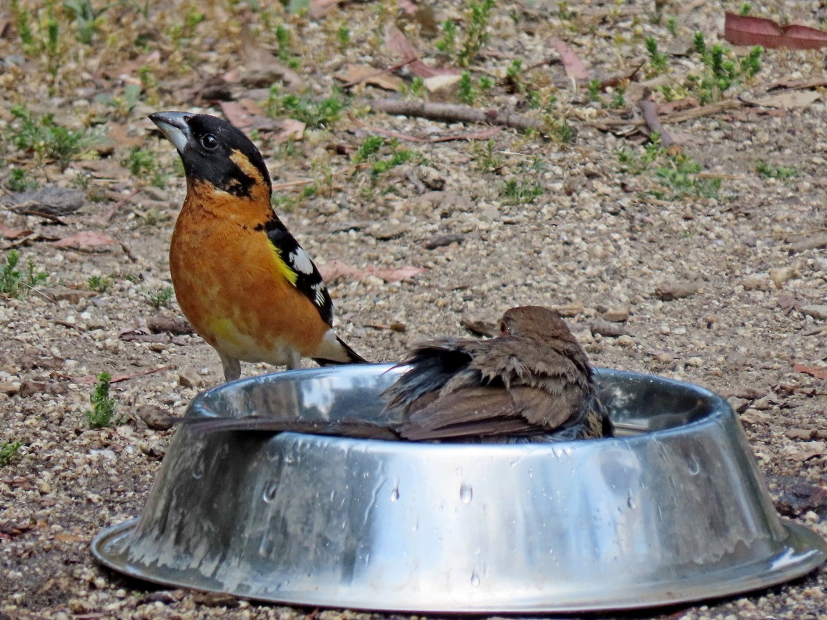 Black-headed Grosbeak - ML634636373