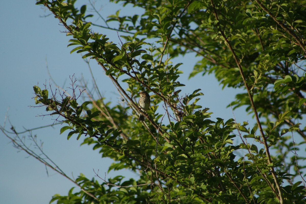 Savannah Sparrow - ML634636375