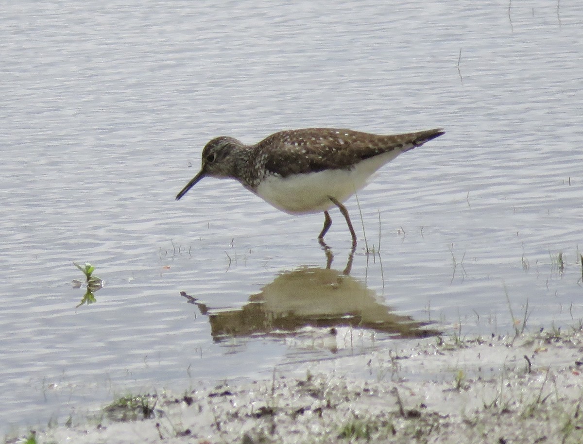 Solitary Sandpiper - ML634636398