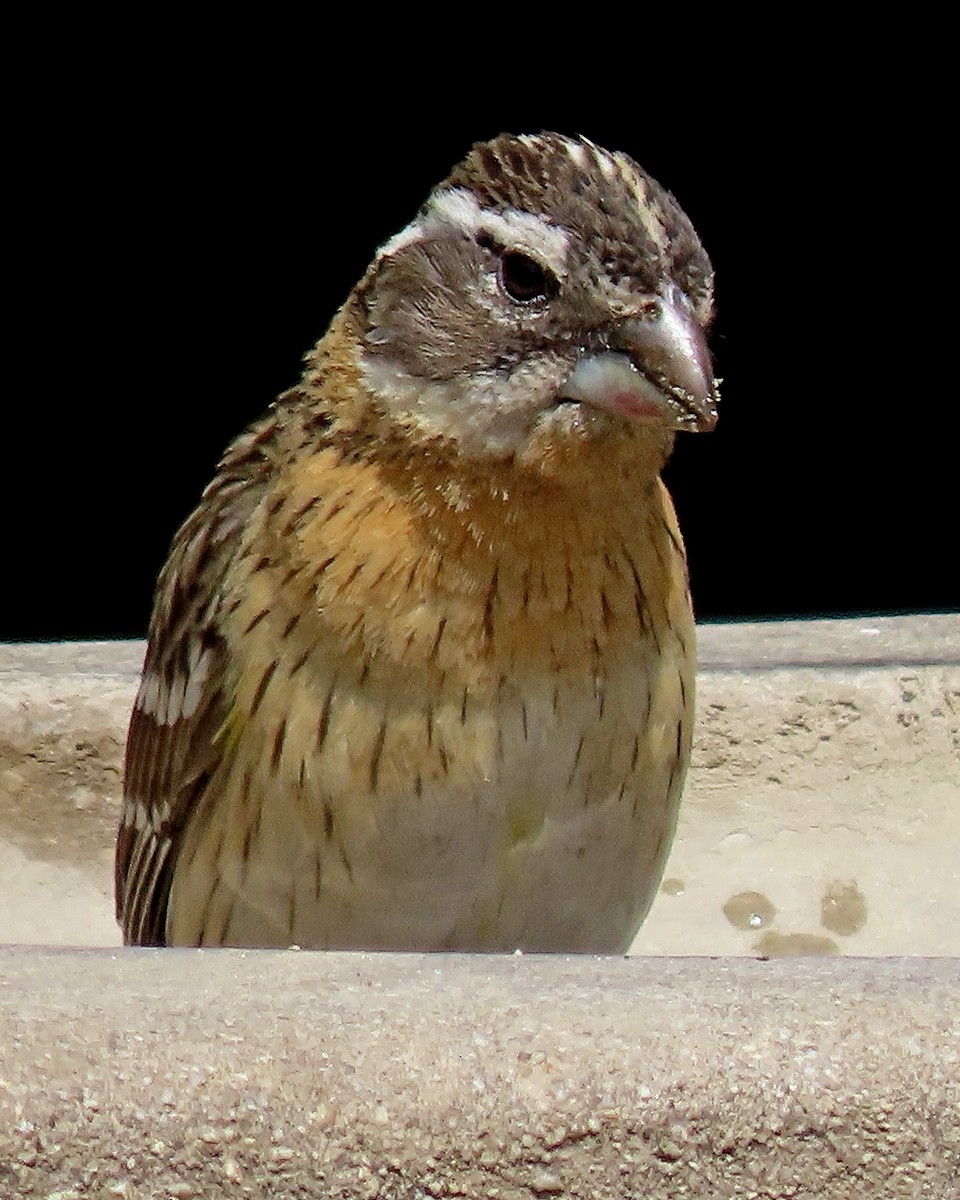 Black-headed Grosbeak - ML634636457