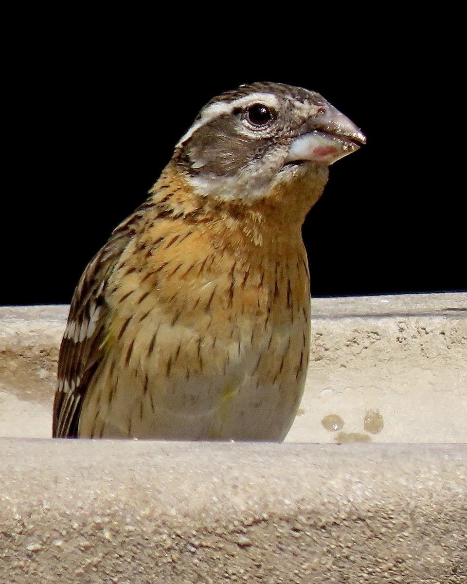 Black-headed Grosbeak - ML634636498