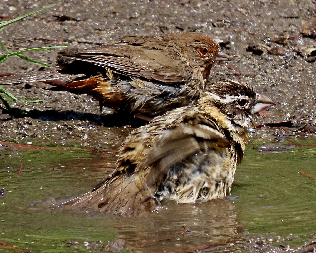 Black-headed Grosbeak - ML634636565