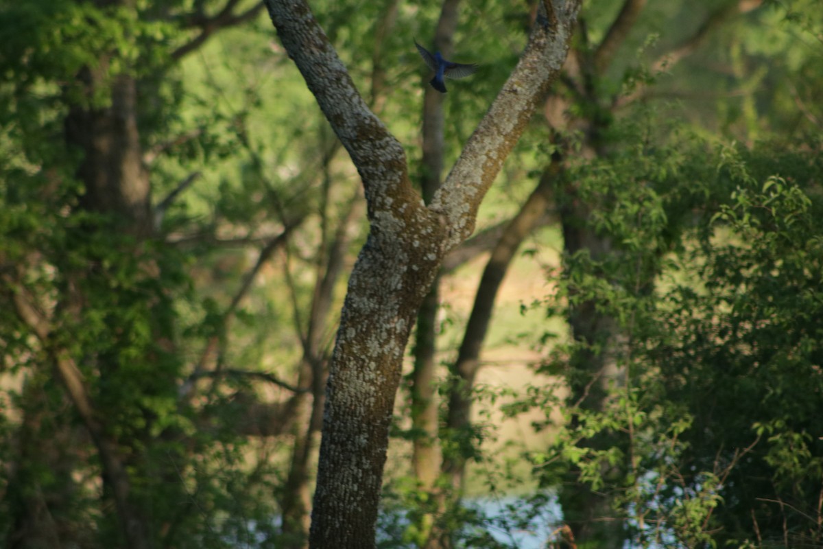 Blue Grosbeak - ML634636568