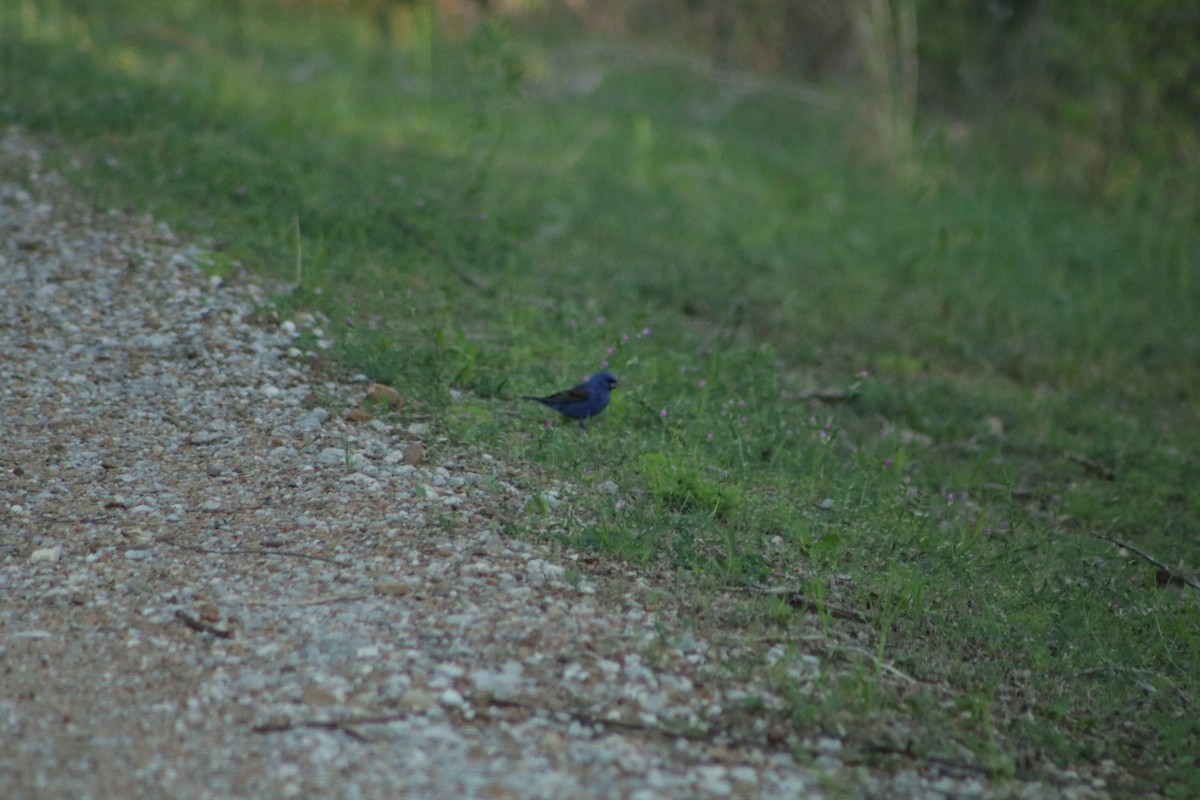 Blue Grosbeak - ML634636609