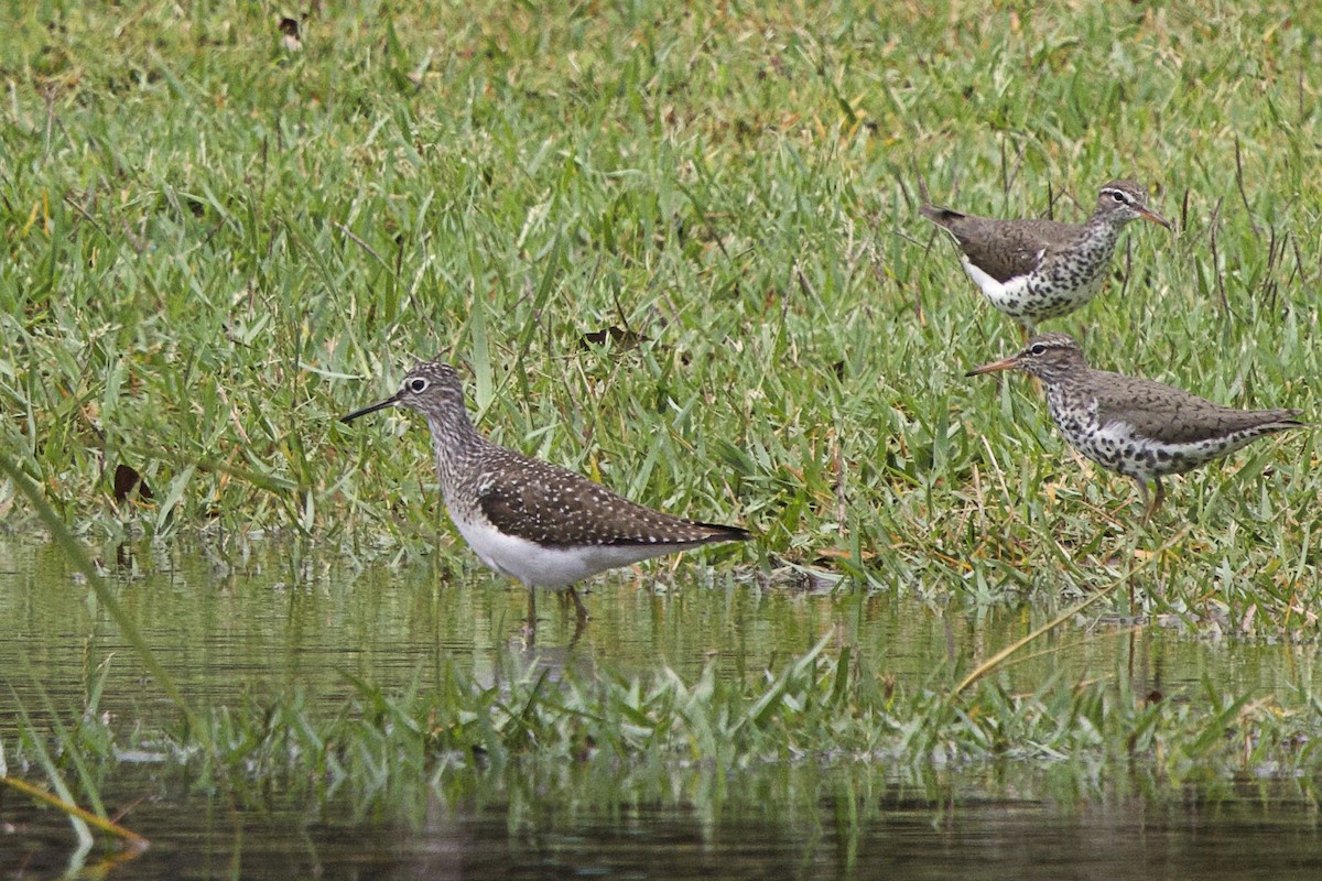 Solitary Sandpiper - ML634636635