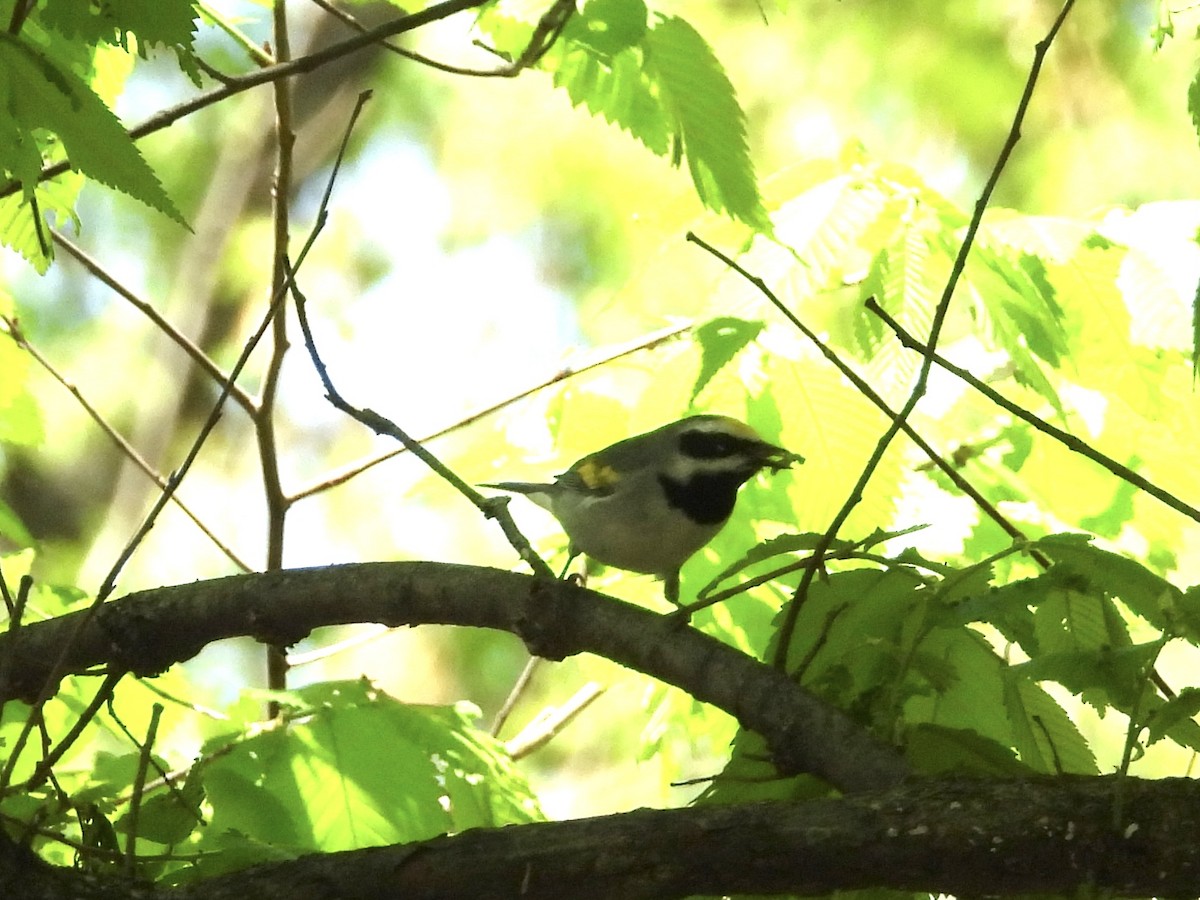 Golden-winged Warbler - ML634636645
