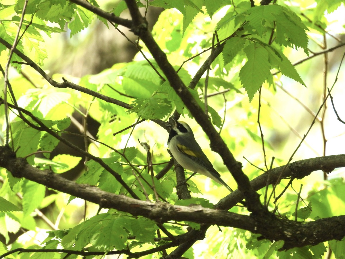 Golden-winged Warbler - ML634636646