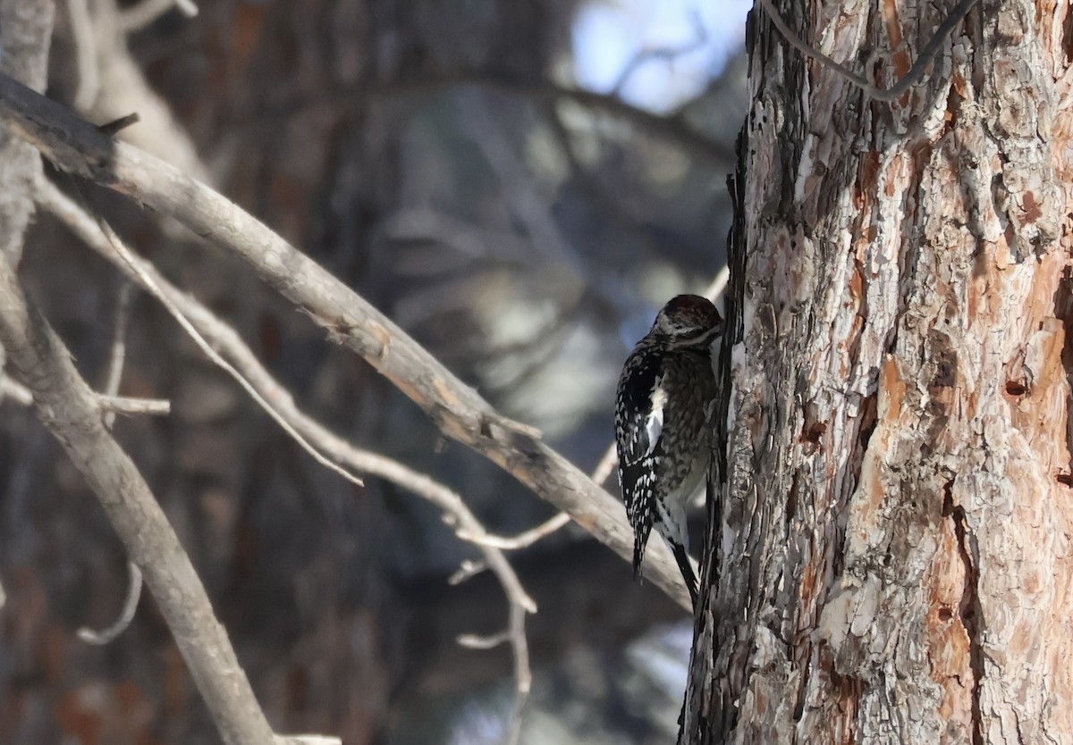 Yellow-bellied Sapsucker - ML634636671