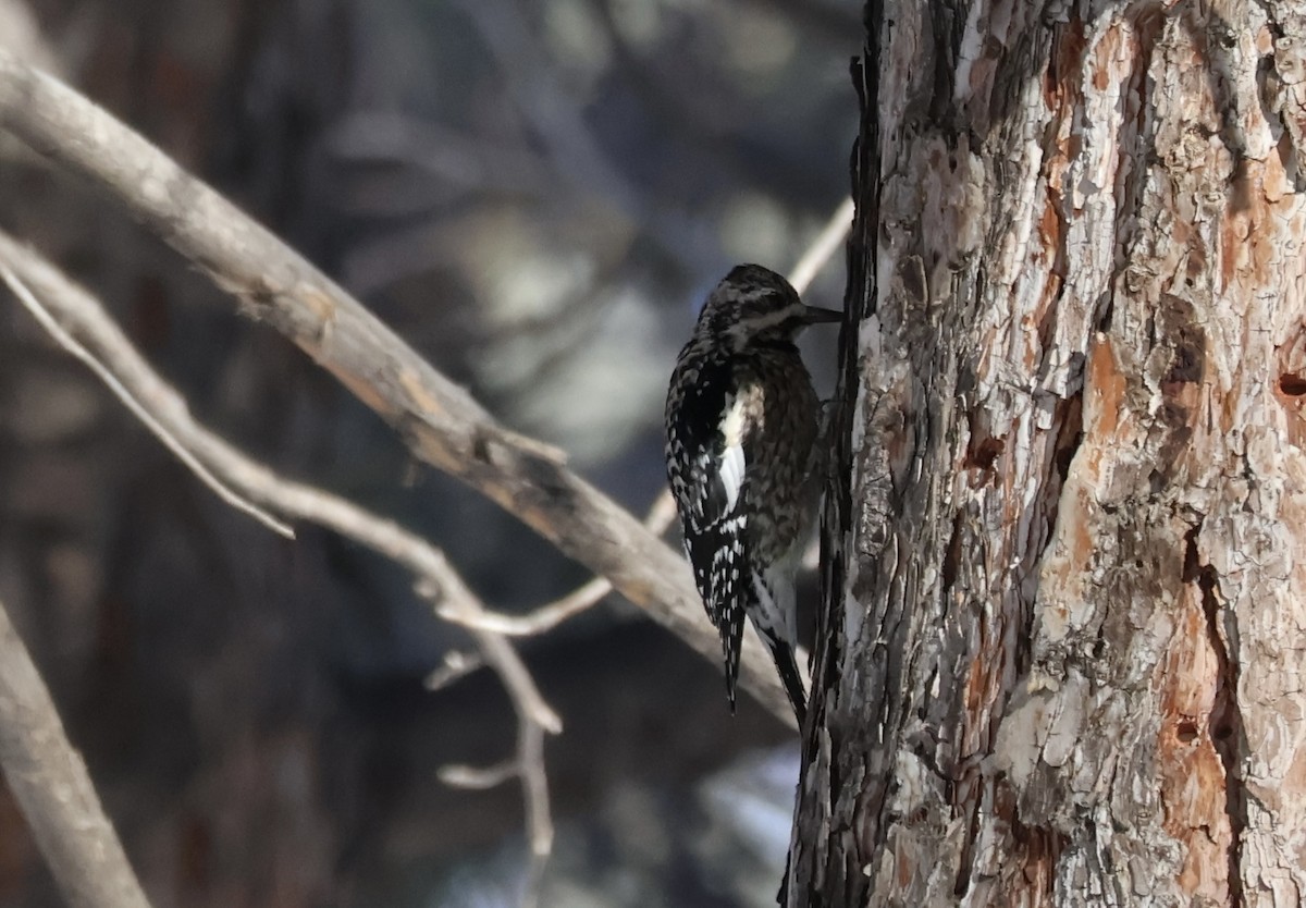 Yellow-bellied Sapsucker - ML634636672