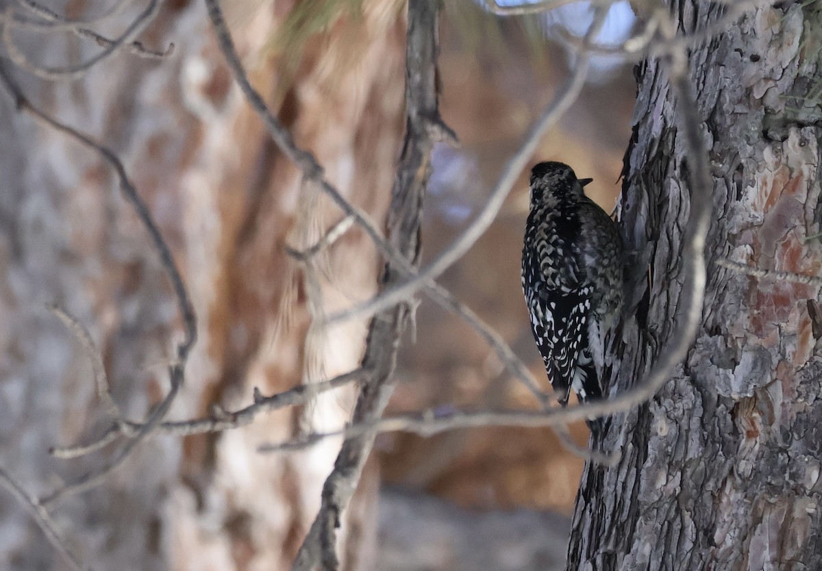 Yellow-bellied Sapsucker - ML634636673