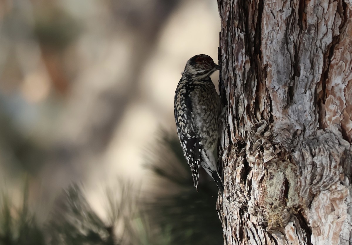 Yellow-bellied Sapsucker - ML634636674