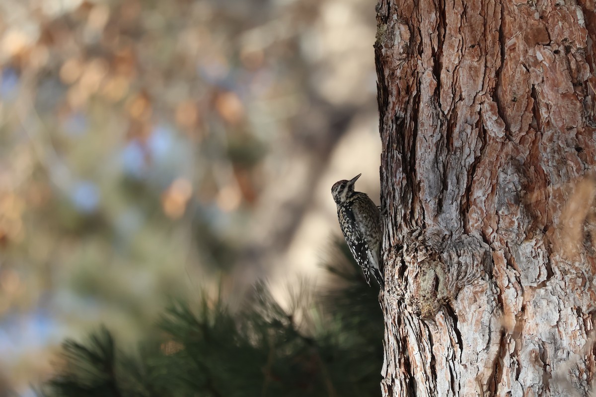 Yellow-bellied Sapsucker - ML634636675