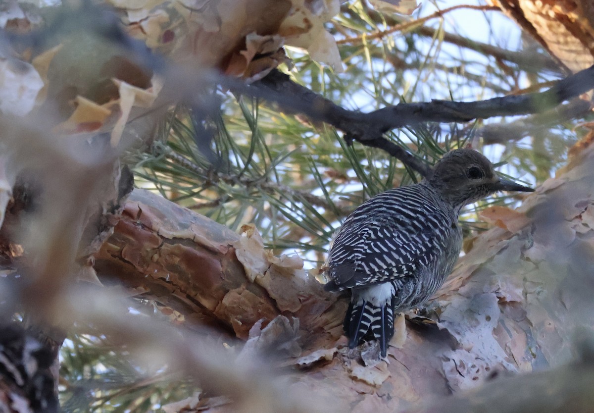 Williamson's Sapsucker - ML634636707