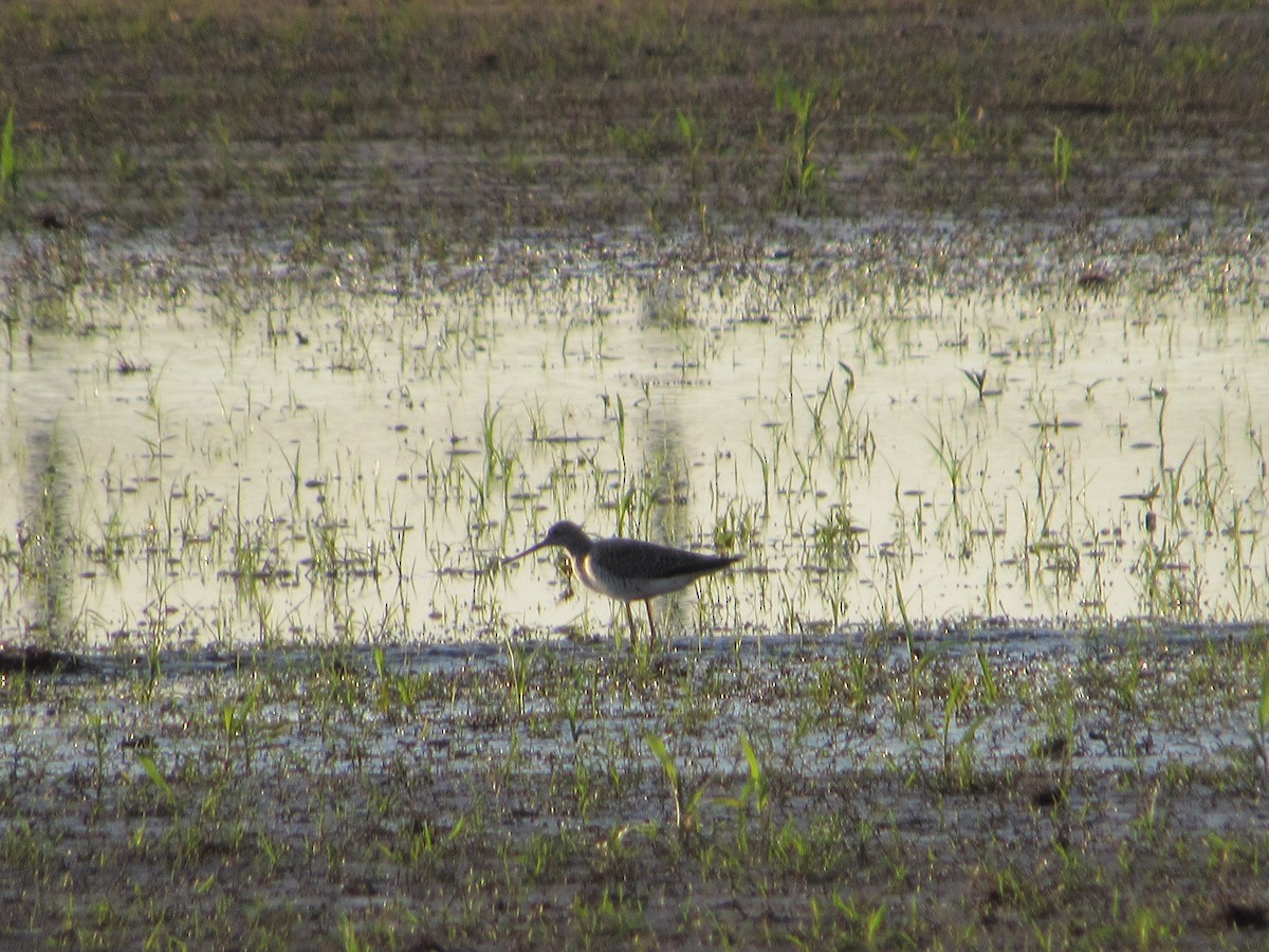 Greater Yellowlegs - ML634636786