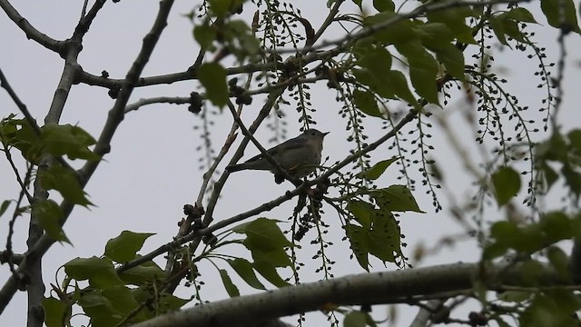 Lucy's Warbler - ML634636823