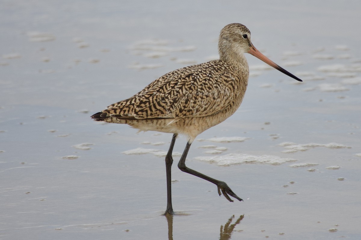 Marbled Godwit - Geoff Veith