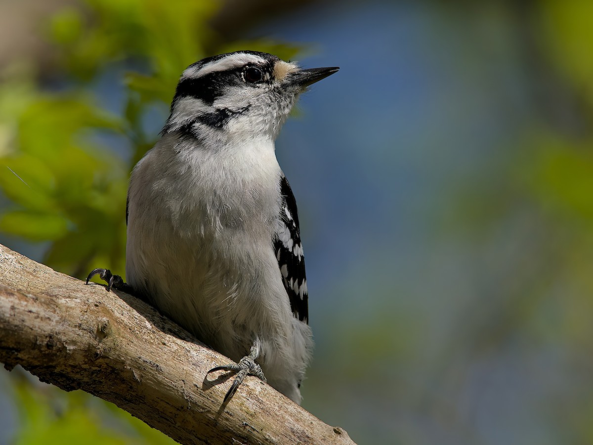 セジロコゲラ - ML634637081