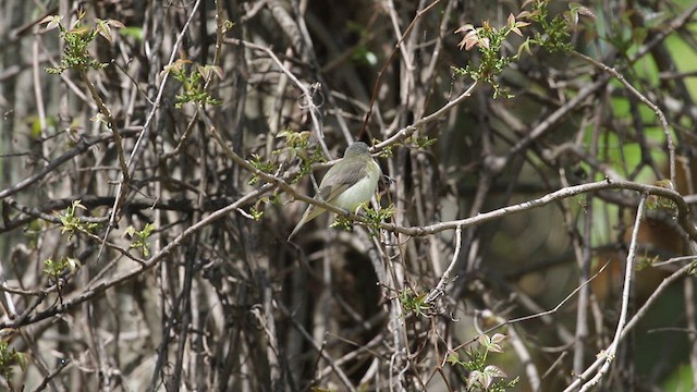 Warbling Vireo - ML634637098