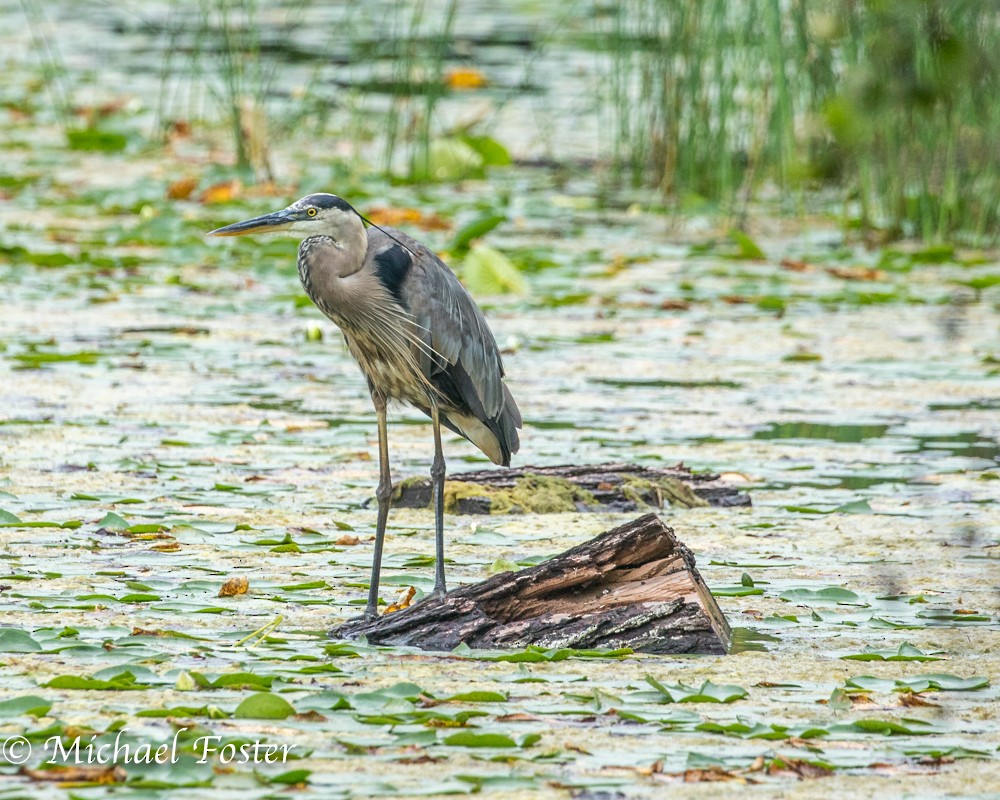 Great Blue Heron - ML63463711