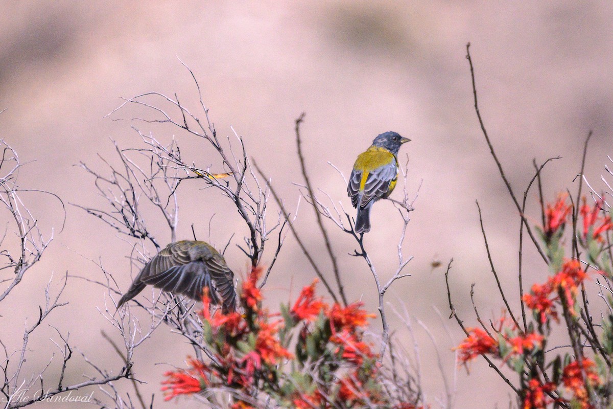 Gray-hooded Sierra Finch - ML634637145