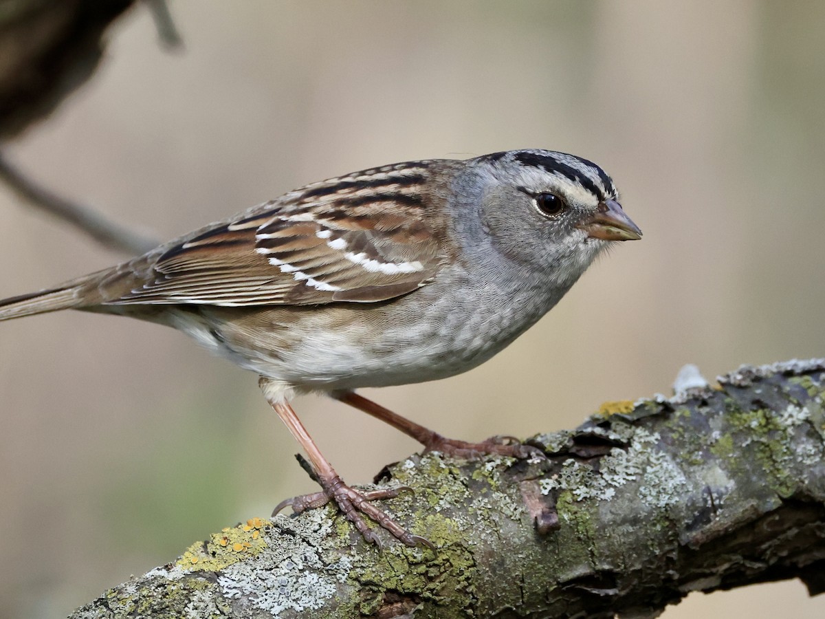 White-crowned x White-throated Sparrow (hybrid) - ML634637177