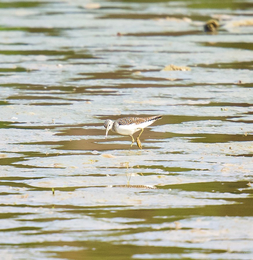 Solitary Sandpiper - ML634637179