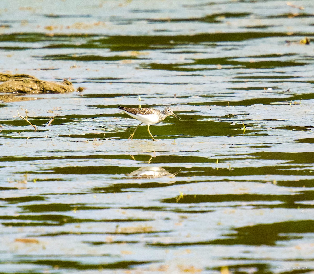 Solitary Sandpiper - ML634637180