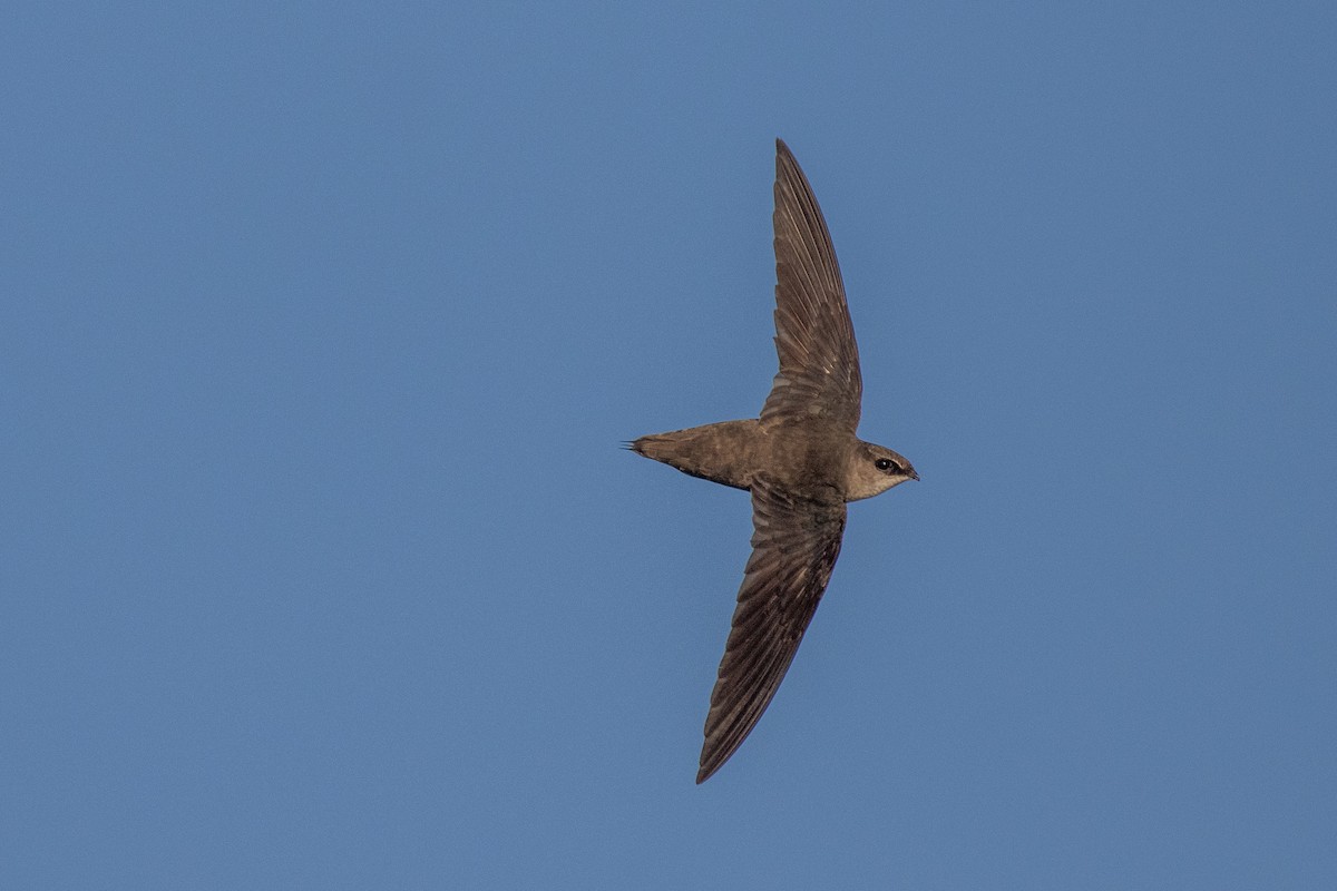 Chimney Swift - ML634637253