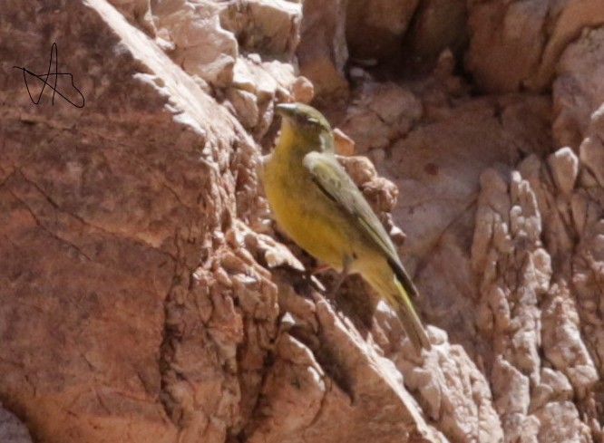 Bright-rumped Yellow-Finch - ML634637304