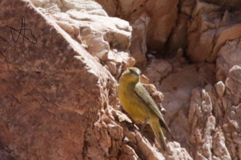 Bright-rumped Yellow-Finch - ML634637325