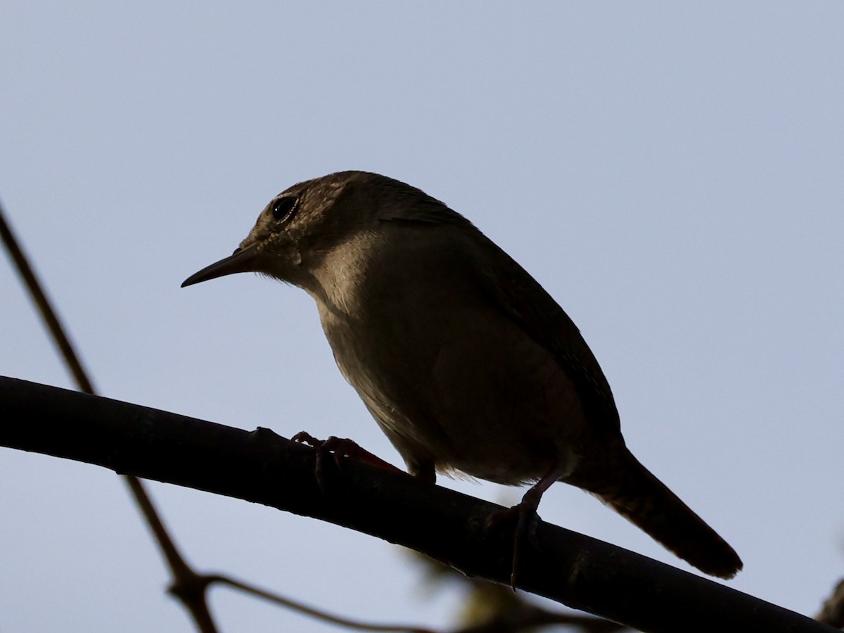 Northern House Wren - ML634637336