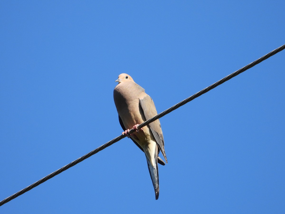 Mourning Dove - ML634637409