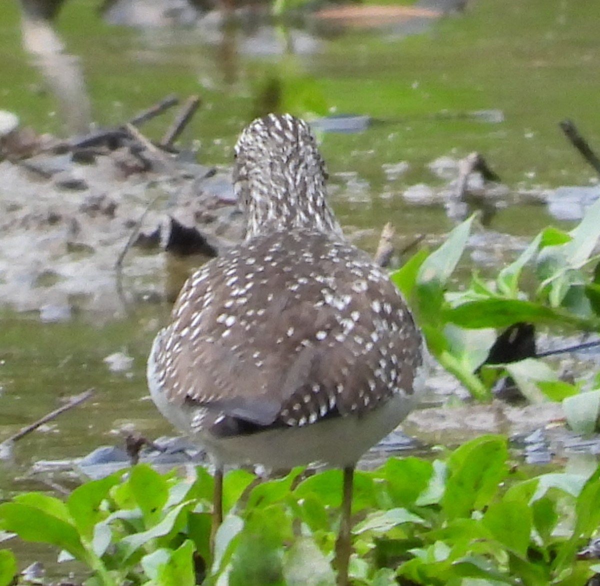 Solitary Sandpiper - ML634637470