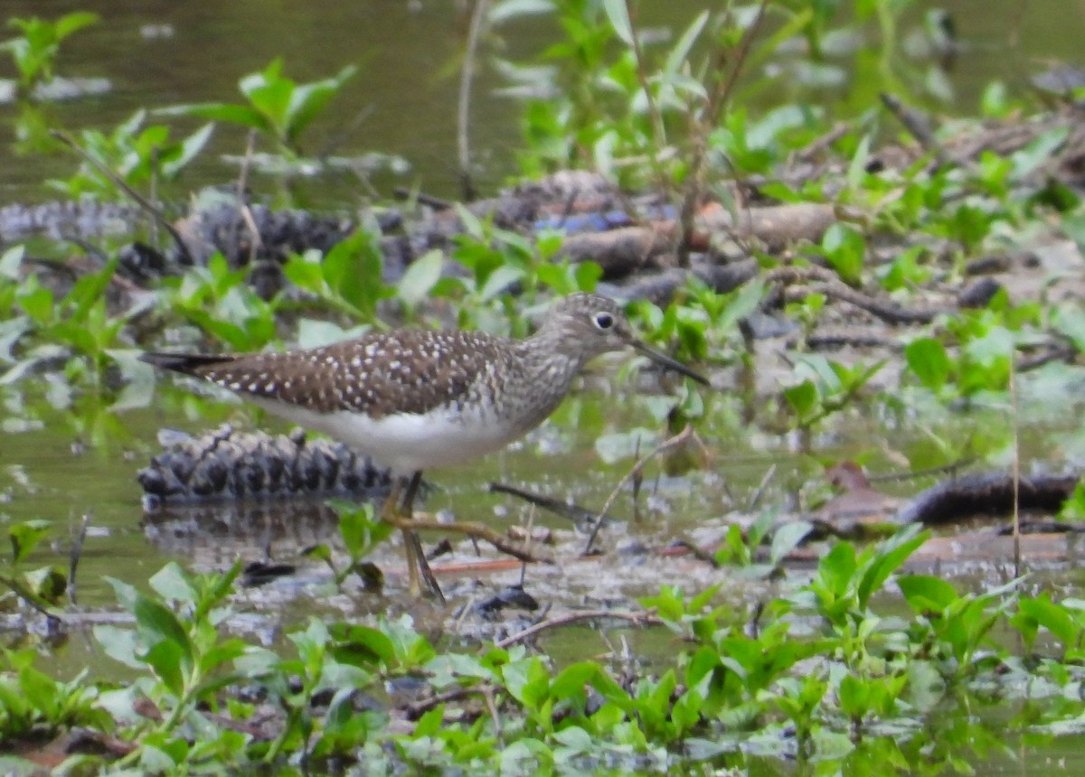 Solitary Sandpiper - ML634637471