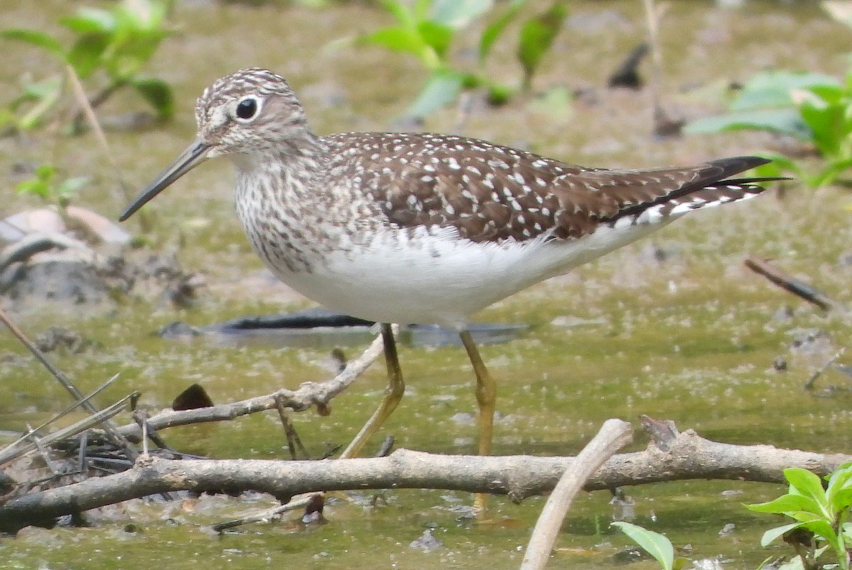 Solitary Sandpiper - ML634637515