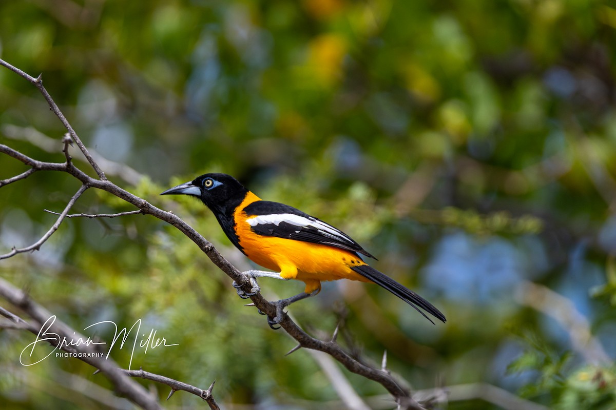Venezuelan Troupial - ML634637547