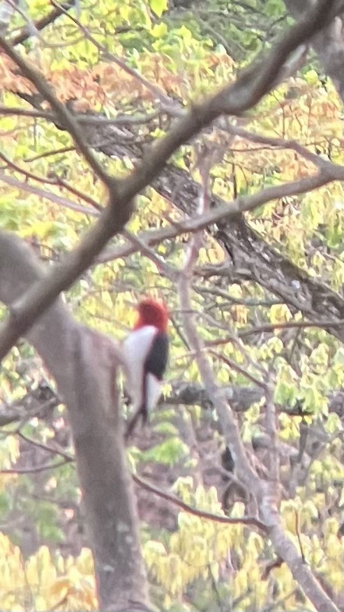 Red-headed Woodpecker - ML634637590