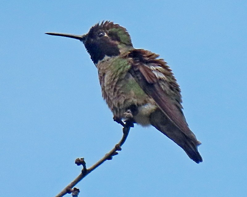 Anna's Hummingbird - ML634637698