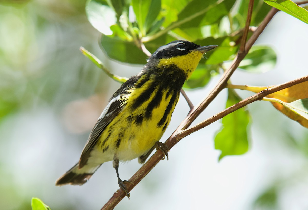 Magnolia Warbler - ML634637912