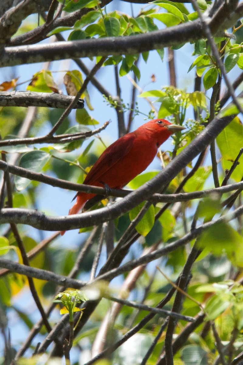 Summer Tanager - ML634637960