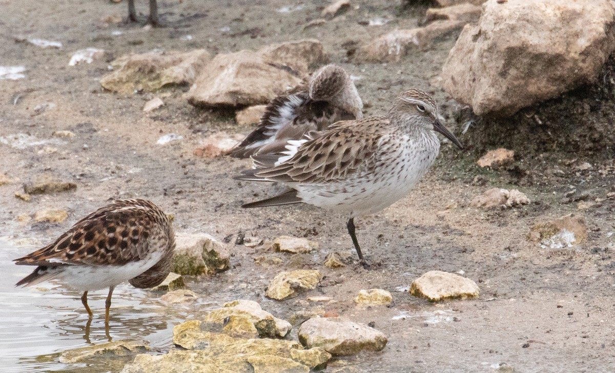 White-rumped Sandpiper - ML634637972